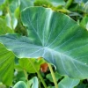 Bí quyết trồng khoai môn hiệu quả cho năng suất cao quanh năm