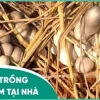 Bí quyết trồng nấm rơm tại nhà thành công quanh năm cho người mới bắt đầu