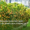 Bí quyết trồng quất trong chậu tươi lâu, sai quả đón Tết
