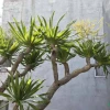 Bí quyết trồng và chăm sóc cây phát tài núi
