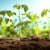 Bí quyết tưới thuốc kích rễ cho cây mới trồng hiệu quả tối ưu