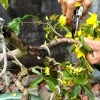 Bí quyết uốn cây mai lớn dáng đẹp chuẩn kỹ thuật cho người mới bắt đầu