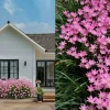 Bồn hoa đẹp trước nhà: Tạo điểm nhấn xanh và hút tài lộc