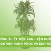Cách Trồng Cây Thiết Mộc Lan Bằng Cành: Hướng Dẫn Chi Tiết Từ A-Z