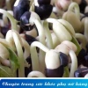 Cách Trồng Đậu Đen Đạt Năng Suất Cao Tại Nhà