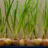 Cách trồng hành tây trong cốc nước: Hướng dẫn chi tiết cho người mới bắt đầu