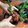 Cách trồng hoa địa lan ở miền Bắc cho hoa nở đẹp Tết