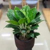 Cây bạch mã hoàng tử có ý nghĩa gì trong phong thủy và đời sống?