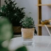 Cây Đinh Lăng Cẩm Thạch: Đặc Điểm, Tác Dụng Và Ý Nghĩa Phong Thủy