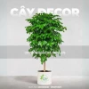 Cây Hạnh Phúc: Ý Nghĩa Phong Thủy, Cách Trồng và Chăm Sóc Đơn Giản