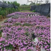 Cây hoa ngũ sắc: Đặc điểm, công dụng và cách trồng
