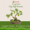 Cây Khế Đẹp: Biểu Tượng Quê Hương và Nghệ Thuật Bonsai
