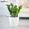 Cây Kim Tiền Mini Để Bàn Mang Tài Lộc May Mắn 2026
