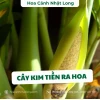 Cây kim tiền ra hoa có ý nghĩa gì và cách chăm sóc để cây khỏe mạnh