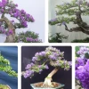 Cây Lãnh Sam: Đặc Điểm, Ý Nghĩa Phong Thủy và Cách Trồng Chi Tiết