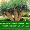 Cây phát tài núi trồng trong nhà: Hướng dẫn chăm sóc và ý nghĩa phong thủy