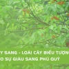 Cây Sang Hoa Đỏ: Ý Nghĩa, Đặc Điểm Và Cách Trồng Cho Hoa Đẹp