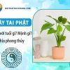 Cây tai phật: Ý nghĩa, cách chăm sóc và tuổi hợp mệnh