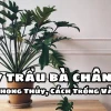Cây Trầu Bà Chân Vịt: Ý Nghĩa Phong Thủy, Cách Trồng và Chăm Sóc Chuẩn