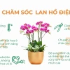 Chậu Hoa Lan Hồ Điệp Đẹp và Sang Trọng Đón Xuân 2026