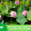 Đất Trồng Sen: Bí Quyết Nuôi Dưỡng Từ A Đến Z