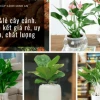 Gợi ý địa chỉ mua cây cảnh giá rẻ, uy tín và chất lượng tại Hà Nội
