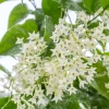 Hoa Dạ Lý Hương: Đặc Điểm, Công Dụng Và Cách Chăm Sóc Chuẩn Chuyên Gia