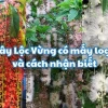 Hoa Lộc Vừng: Ý Nghĩa Phong Thủy và Cách Chăm Sóc Để Cây Luôn Xanh Tốt