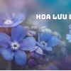 Hoa Lưu Ly Xanh: Biểu Tượng Tình Yêu Vĩnh Cửu và Ý Nghĩa Sâu Sắc