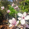 Hoa Mộc Lan biểu tượng sang trọng và ý nghĩa phong thủy