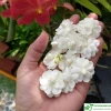 Hoa nhài ta vẻ đẹp thuần khiết và hương thơm quyến rũ
