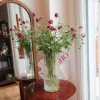 Hoa Scabiosa: Ý Nghĩa, Phong Thủy và Cách Chăm Sóc Tươi Lâu