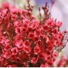 Hoa thanh liễu xanh dương: Ý nghĩa, đặc điểm và cách chăm sóc