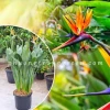 Hoa Thiên Điểu Vẻ Đẹp Độc Đáo Và Ý Nghĩa Sâu Sắc