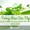 Hướng dẫn chi tiết cách trồng rau cần khô tại nhà