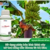 Hướng dẫn toàn diện cách trồng cây chuối ra hoa và kết trái bội thu