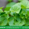 Khám phá các loại rau dễ trồng tại nhà cho người mới bắt đầu