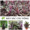 Khám phá cây bảy sắc cầu vồng: Vẻ đẹp độc đáo và ý nghĩa phong thủy