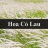 Khám phá cây cỏ lau vẻ đẹp mộc mạc cho không gian xanh