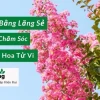 Khám Phá Hoa Tử Vi: Ý Nghĩa, Cách Trồng và Chăm Sóc Độc Đáo Năm 2026