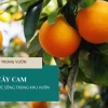 Khám phá lá cây cam: Đặc điểm, vai trò và ý nghĩa trong vườn