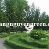 Khám phá thế giới cây cảnh ngoài trời: Vẻ đẹp và lợi ích cho không gian sống