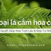 Khám phá Thế giới Lá cắm hoa: Đa dạng, Sáng tạo và Ý nghĩa