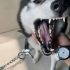 Khám phá thế giới meme con chó hài hước và đáng yêu