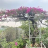 Khám phá vẻ đẹp đa dạng của dáng cây hoa giấy và cách tạo dáng ấn tượng