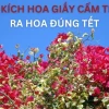 Khám phá vẻ đẹp độc đáo của hoa giấy cẩm thạch