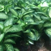 Khám phá vẻ đẹp và ý nghĩa cây Vạn Niên Thanh - Ý tưởng trang trí