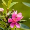 Khám phá vẻ đẹp và ý nghĩa phong thủy của cây hoa mua