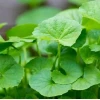 Kỹ Thuật Trồng Rau Má Trên Ruộng Đạt Năng Suất Cao
