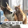 Meme bạn sợ à: Tổng hợp các phiên bản hài hước và ý nghĩa